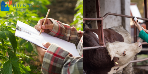 Recrutamento Especializado para Agronegócios