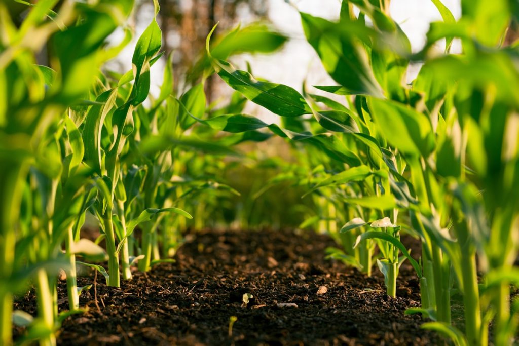 Trator moderno trabalhando em um campo agrícola de alta tecnologia sob luz solar brilhante, representando recrutamento especializado no agronegócio.